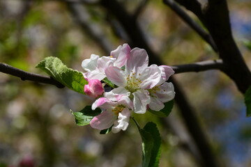 Delicate inflorescence of a fruitful apple tree