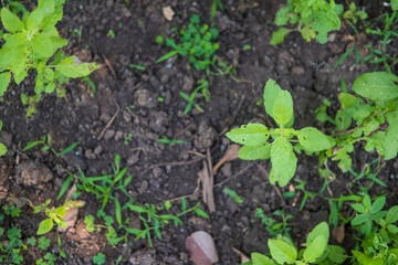 Holy basil tree in the garden, a vegetable garden that is popularly grown in the home