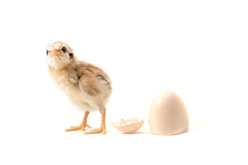 Chicks just hatched from eggs. on a white background.