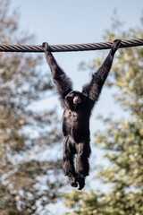 Siamang gibbon hanging from a cable, zoo