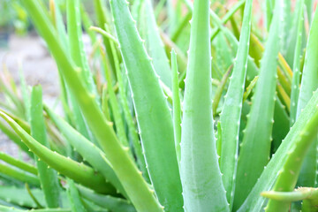 Obraz premium Close up fresh green aloe vera plant in the herb garden.