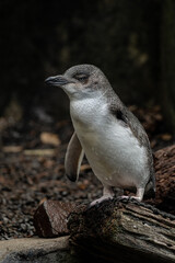 Korora, or Little Blue Penguin, standing on a log