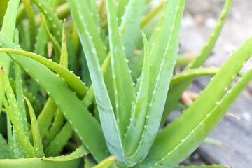 Close up fresh green aloe vera plant in the herb garden.