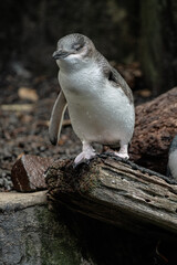 Obraz na płótnie Canvas Korora, or Little Blue Penguin, standing on a log