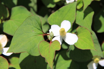 「ドクダミ」の花と葉