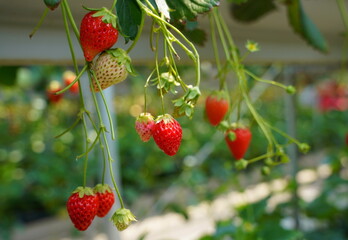 日本の山梨県のイチゴ農家のビニーールハウスで　イチゴ狩り体験