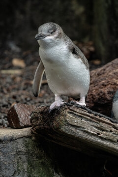 Korora, or Little Blue Penguin, standing on a log