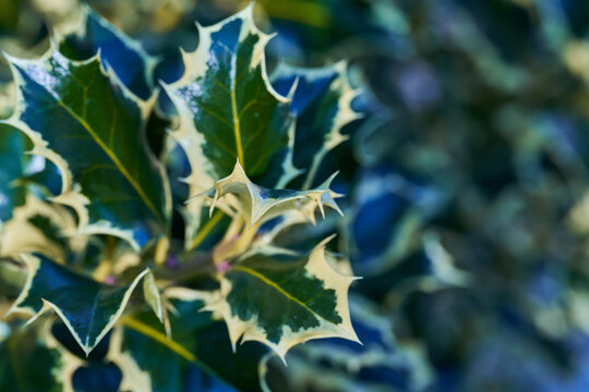 Common leaved holly or aquifolium plant