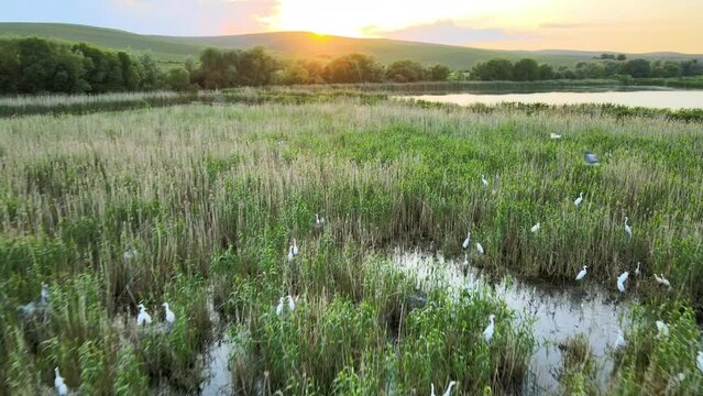 Flock of many egret white birds nesting in wetlands grass