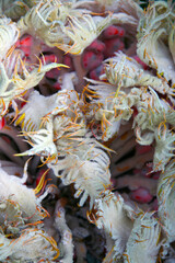 Bizarrely shaped cycad flower (Sotetsu) in minami-izu, close up macro photography.