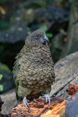 Obraz premium Kea parrot on display in New Zealand