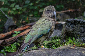 Kea parrot on display in New Zealand