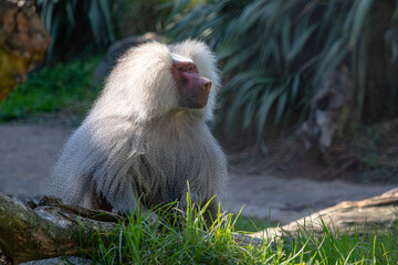 Male Hamadryas Baboon resting on the ground