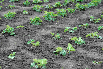 Strawberry seedlings in the ground.