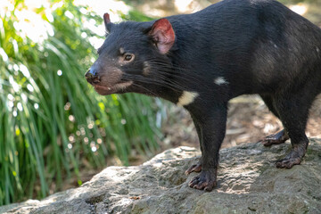 Australian Tasmanian Devil, standing on a rock