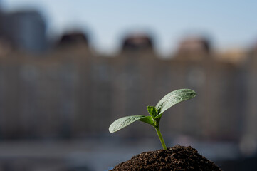 Close-up of a sprout of zucchini on the windowsill against the backdrop of the city. 