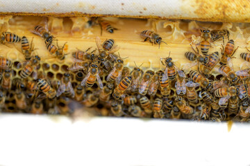 Honey Bees
