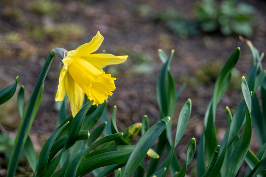 A wild daffodil (Narcissus pseudonarcissus) blooms in early spring in a garden in High Park in Toronto, Ontario.