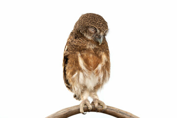 Little owl sleeping and caught on a branch tree on isolated white background. The lucky owl for the...