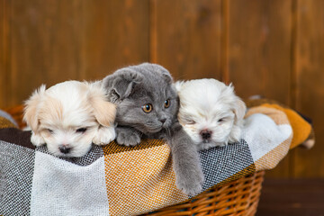 Fluffy gray lop-eared kitten lying next to little Maltese puppies in a wicker basket on a brown...