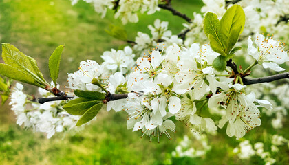 Cherry blossom as natural background. Close up.