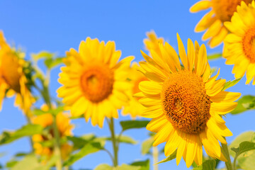 Fototapeta premium 青空と満開のひまわり「夏素材」