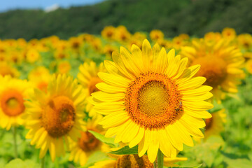 全面に広がる満開のひまわり「夏素材」