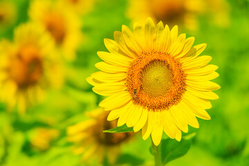 満開のひまわり「夏素材」