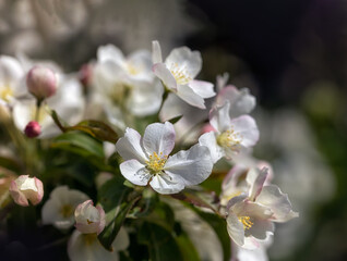 Closeup of blossom of Crab apple Malus brevipes 'Wedding Bouquet'