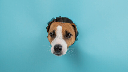 Funny dog muzzle from a hole in a paper blue background. 