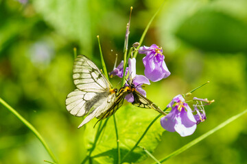 森に生息する蝶たち