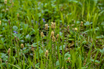 Flowering sedge (Carex) in spring