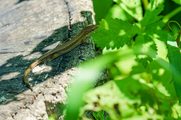 日陰でくつろぐカナヘビ