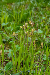 Flowering sedge (Carex) in spring