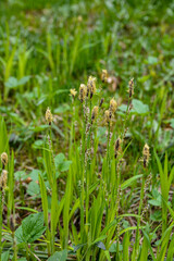 Flowering sedge (Carex) in spring