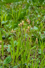 Flowering sedge (Carex) in spring