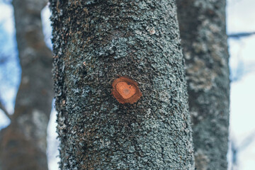 Fototapeta premium ハート