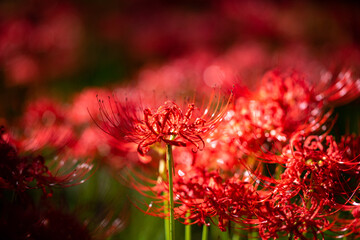 巾着田の曼珠沙華まつり