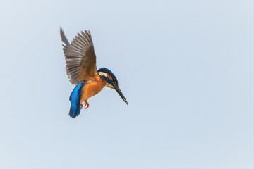 blue winged kingfisher