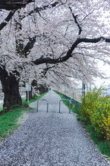 雨の桜