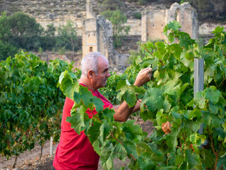 Older farmer in a vineyard with a ruined monastery in the background, checking the grape harvest.