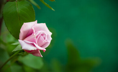 Beautiful rose in the garden. Close up of Rose flower. Place for text.