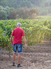 Fototapeta premium Senior farmer in a vine field wearing a red t-shirt and shorts looking at the vines
