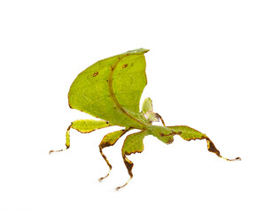  stick insect in studio