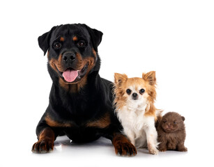 rottweiler, chihuahua and spitz in studio