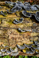 Blue Turkey Tail (tramentes versicolor)