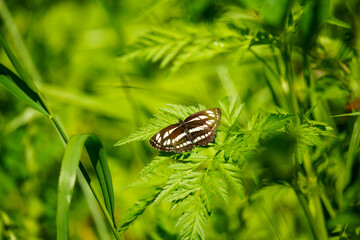 くつろぐ森の蝶たち