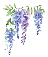 Wisteria Small Corner Frame Watercolor Hand Painted Purple and Blue Flowers on Isolated White Background - 503235144