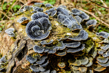 Blue Turkey Tail (tramentes versicolor)