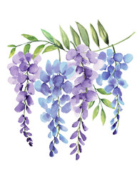 Wisteria of 4 Flower Bunch Watercolor Hand Painted on Isolated White Background - 503235151